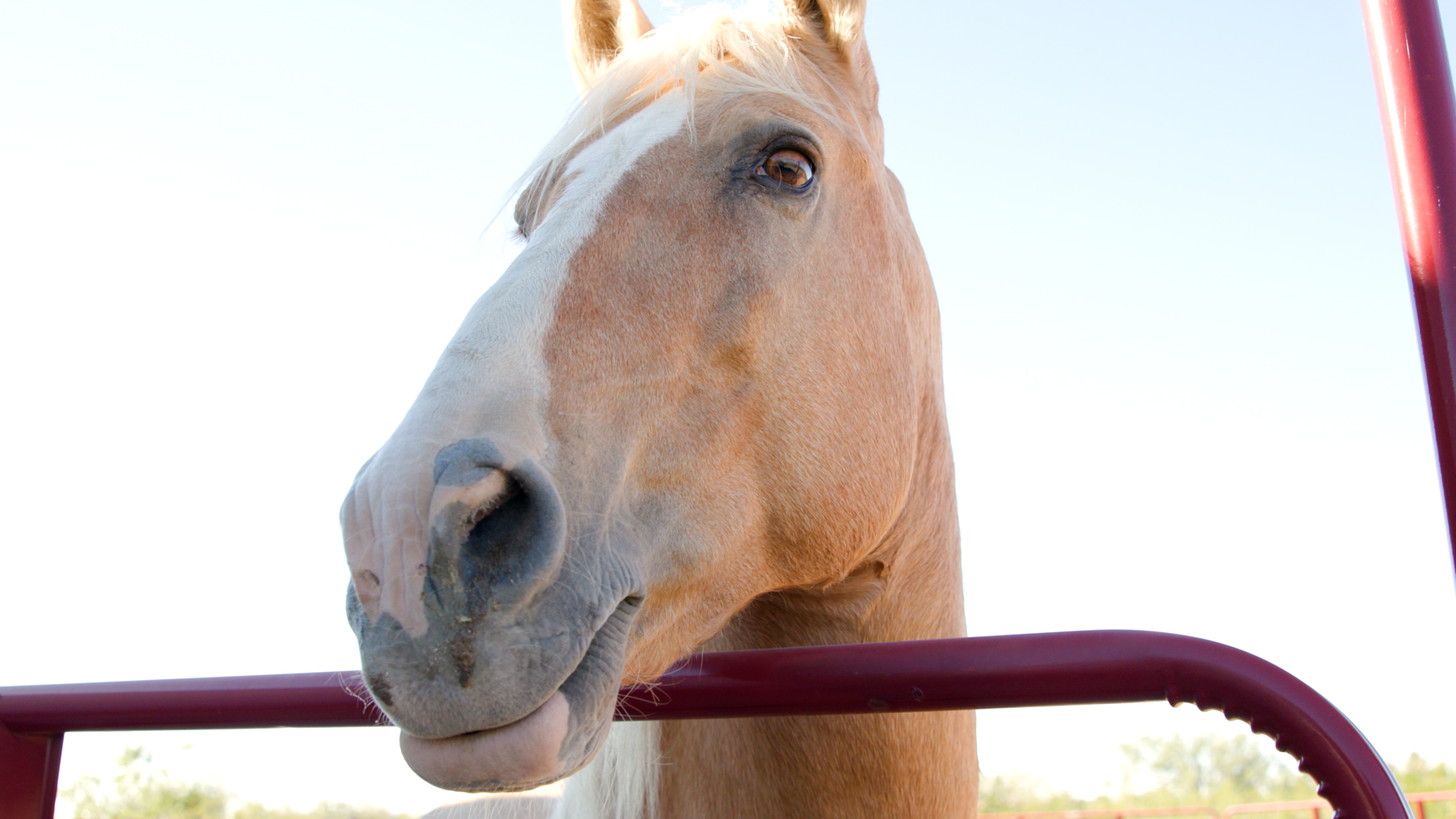 Martin with horse in Tucson